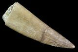Fossil Plesiosaur (Zarafasaura) Tooth - Morocco #107722-1